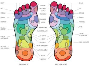 cartographie des zones de réflexologie plantaire